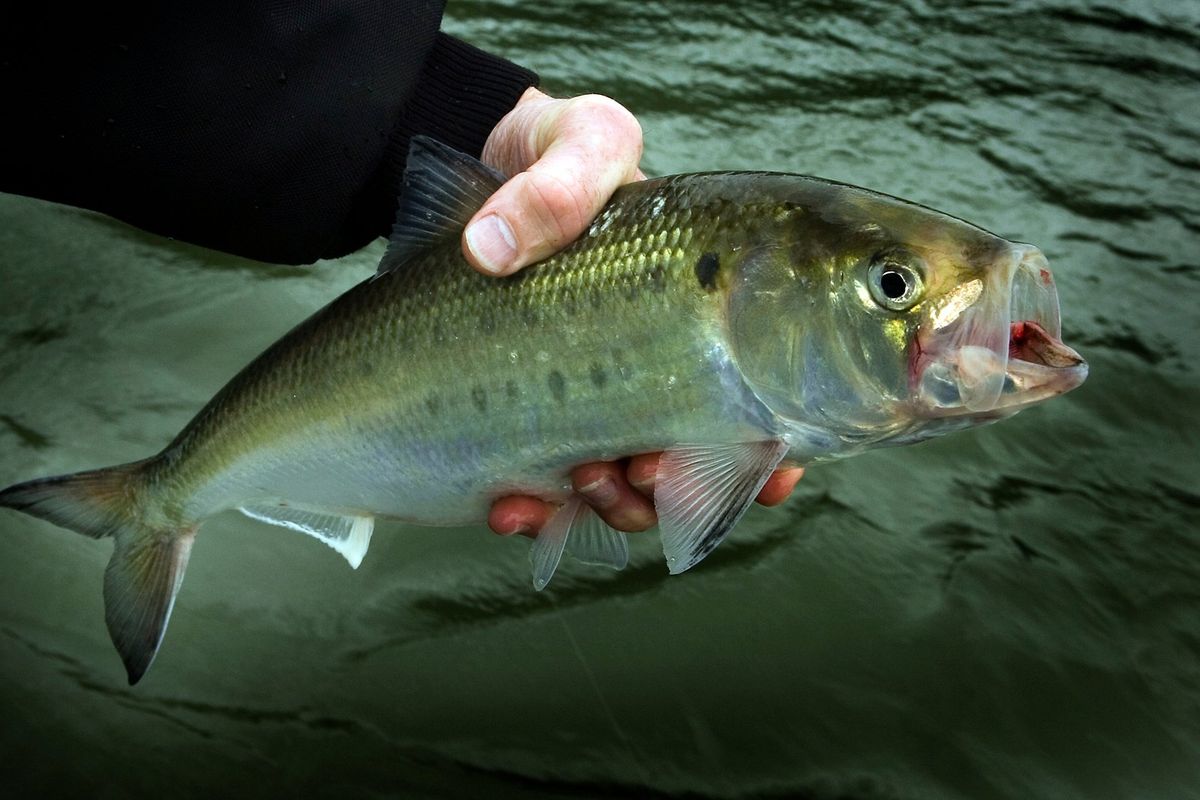 Shad are said to be tasty, despite being oilier and bonier than salmon, but they’re historically an East Coast fish and often looked down upon by the region’s fishermen.  (Coughlan)