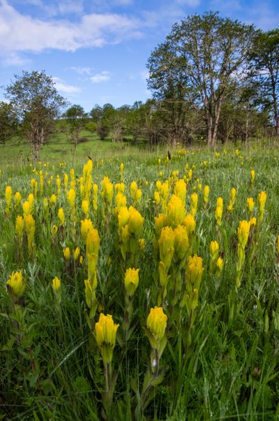 Endangered Species – Endangered Golden Paintbrush (Castilleja levisecta). Finley National Wildlife Refuge, Willamette Valley, Oregon.  (Shutterstock)
