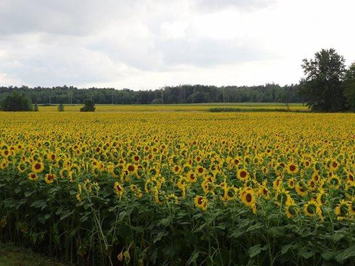 Sunflower farm overwhelmed by selfie seekers The SpokesmanReview