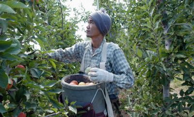 
Uthai Phanphon picks apples at Valley Fruit Orchards in Wapato, Wash., last August. Phanphon  was one of more than 100 temporary agricultural workers from Thailand who were brought to the Yakima Valley by Global Horizons of Los Angeles under the federal H-2A guest-worker program.
 (File/Associated Press / The Spokesman-Review)