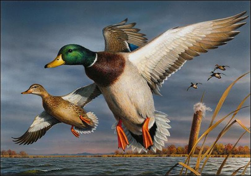 Bob Hautman, an artist from Delano, Minn., is the winner of the 2017 Federal Duck Stamp Art Contest with this acrylic painting of a pair of mallards. The art will grace the 2018-2019 Federal Migratory Bird Hunting and Conservation Stamp. (U.S. Fish and Wildlife Service)