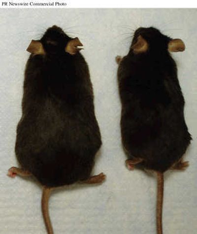 
Researchers have used nontoxic chemical injections to add and remove fat in targeted areas of laboratory animals. Georgetown University
 (Georgetown University / The Spokesman-Review)