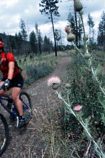 
Weeds, such as these thistles along a trail in Riverside State Park, are gaining ground in private and public lands throughout the West. While they're a nuisance to recreationists, the invasive non-native species rob the range of nutrition desperately needed by wildlife.
 (Rich Landers / The Spokesman-Review)