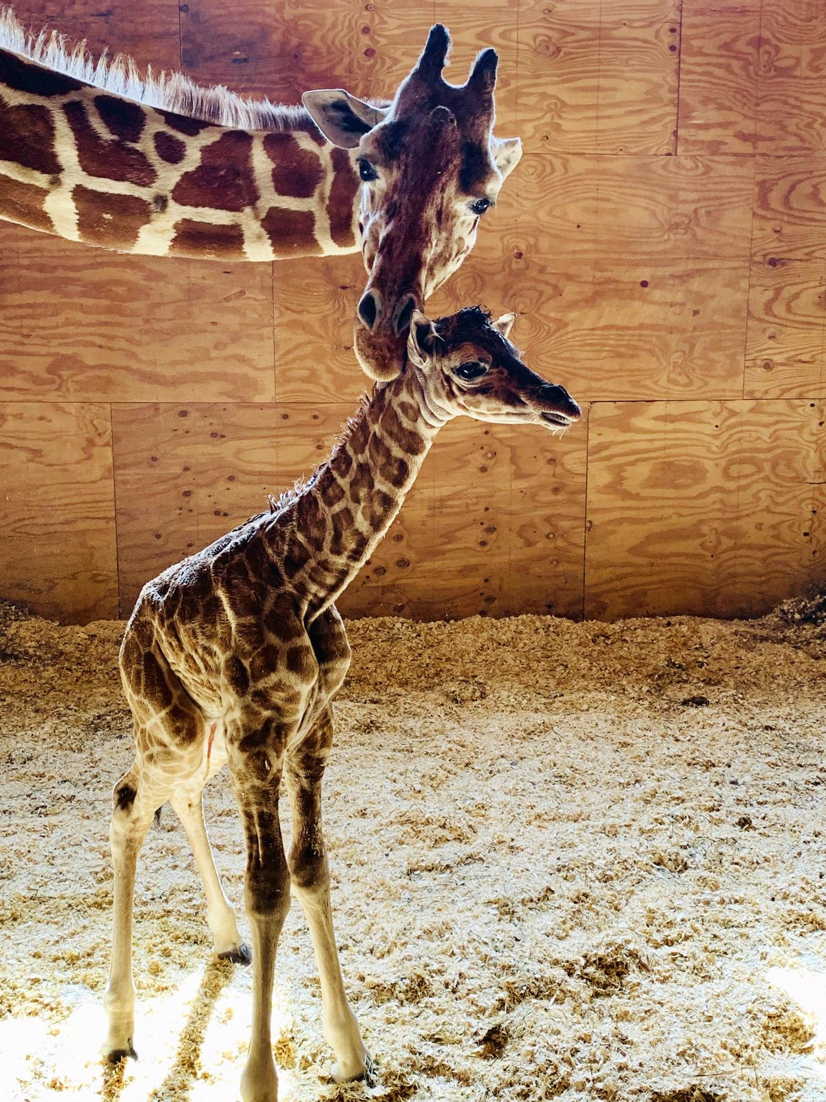 This photo provided by Animal Adventure Park shows April the Giraffe with her new male calf on Saturday, March 16, 2019, in Harpursville, N.Y. The Animal Adventure Park said April gave birth to a healthy male calf Saturday. They say more than 300,000 watched live. (Animal Adventure Park via AP)