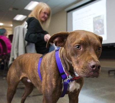 Barbara Arenal and her dog,  Django, attend the Pities Party on Saturday at SCRAPS in Spokane Valley. October is National Pit Bull Awareness Month. (Dan Pelle / The Spokesman-Review)