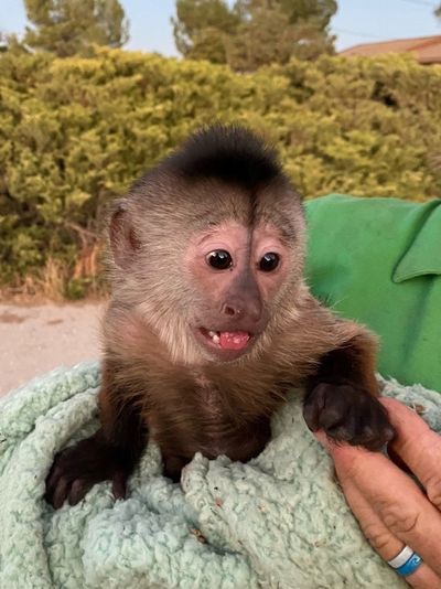 Route, a Capuchin monkey at the Zoo to You near Paso Robles in San Luis Obispo County, California, accidentally dialed 911. (San Luis Obispo County Sheriff's Department/TNS)  (San Luis Obispo County Sheriff's Department/TNS/TNS)