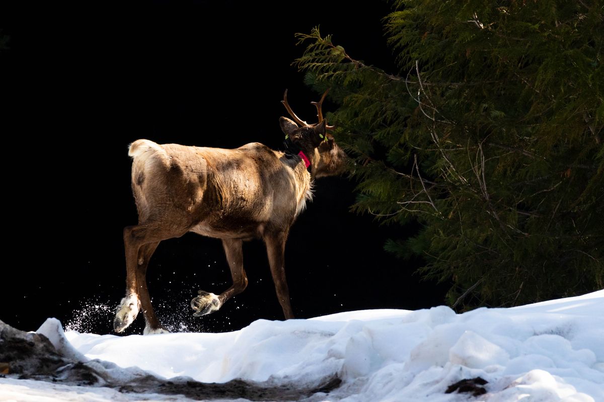 A caribou in the maternity pen at Arrow Lakes Caribou Society near Nakusp, B.C.   (Cory DeStein Photography)