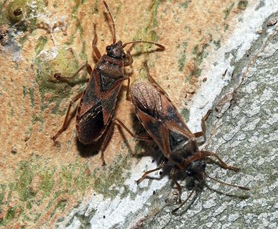 The elm seed bug, an invasive insect commonly found in south-central Europe, has been found in southwestern Idaho, a federal official said Wednesday. The quarter-inch bugs tend to enter buildings in huge swarms but do not pose a public health risk. (Associated Press)