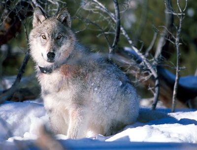 Associated Press Ranchers and federal officials have killed record numbers of endangered gray wolves in the Northern Rockies this year. (File Associated Press / The Spokesman-Review)