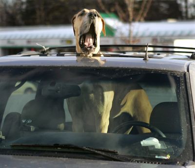 Dogs yawn more frequently when the human yawner is their owner, researchers said. (Associated Press)