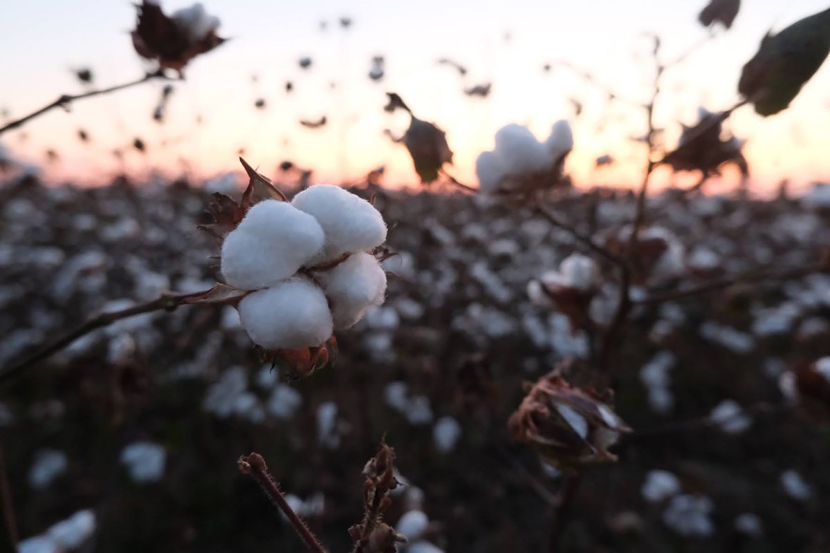 Cotton grows on a farm in Richland Parish in northern Louisiana. James Davis grows cotton, soybeans and corn in the region. Like many farmers, he is seeing his health insurance costs spike.  (Tribune News Service )