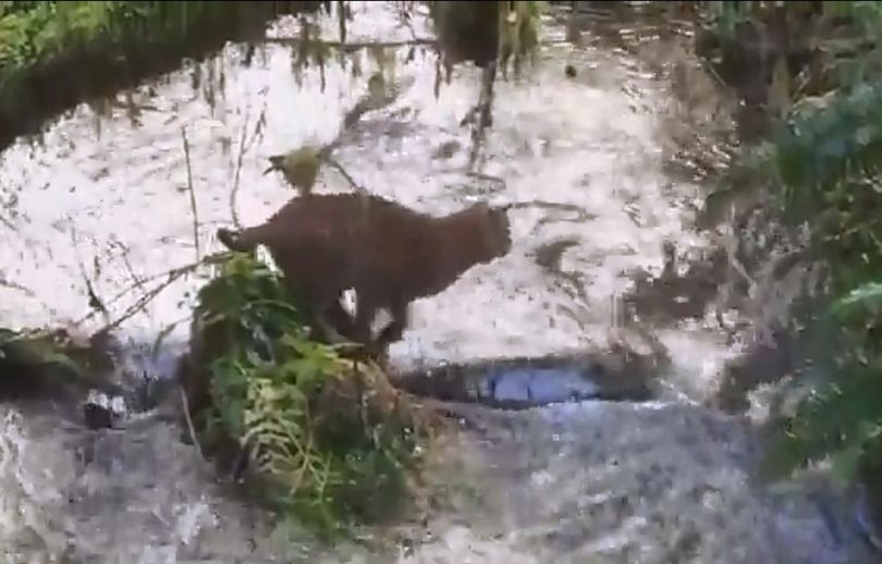 A bobcat fishes for salmon in Olympic National Park. (Lee Snook)