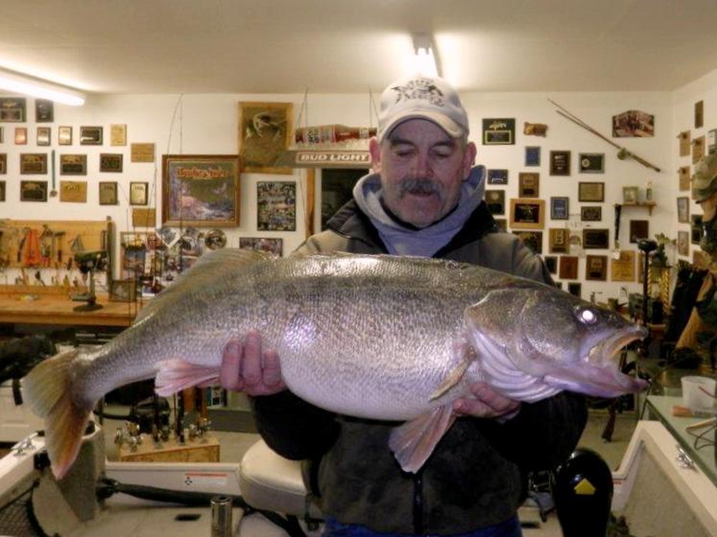 Pasco angler catches 20-pound Washington record walleye in Columbia