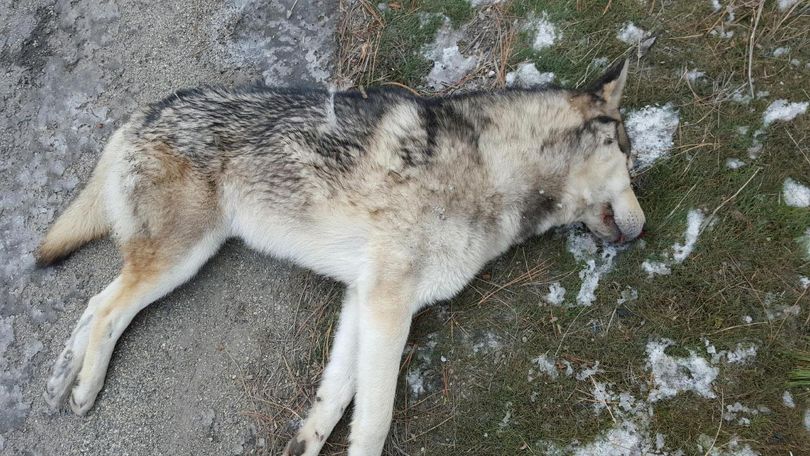 An canine that checked out to be a pet husky, not a gray wolf or wolf hybrid, was found dead from an apparent vehicle collision along U.S. Highway 2 near the intersection with Deer Park-Milan Road in Spokane County on Dec. 1, 2015.   (Lynda Andrew)