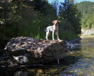 Ranger, a six-month-old Brittany pup, pauses briefly from the excitement of his first visit to a cutthroat trout stream. (Rich Landers)