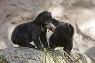 In this  picture provided by the San Diego Zoo, Pagi, right, a female Bornean sun bear cub whose name means morning in a Malayan dialect, licks her brother, Palu, who is named after a valley in Borneo, as they make their public debut at the zoo on Monday.  (Associated Press / The Spokesman-Review)