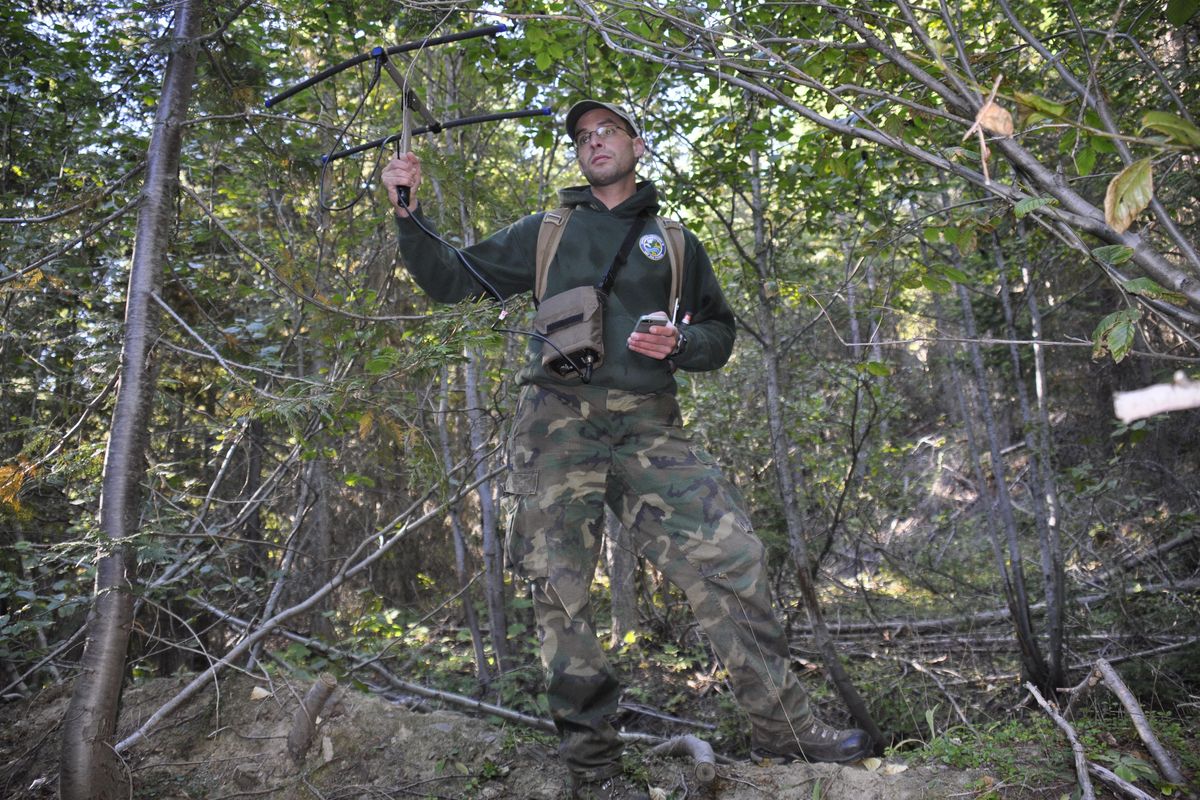 Wildlife researcher James Goerz, a University of Montana graduate student, uses an antenna and receiver to track a radio collared moose in northeastern Washington for in a study co-sponsored by the Washington Department of Fish and Wildlife. (RICH LANDERS richl@spokesman.com)