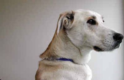 
Name: Moon Age: 2 years Dominant breed: Australian shepherd Sex: Male, neutered Offense: Escaping from a fenced yard Photo by Trinity Hartman
 (Trinity Hartman / The Spokesman-Review)