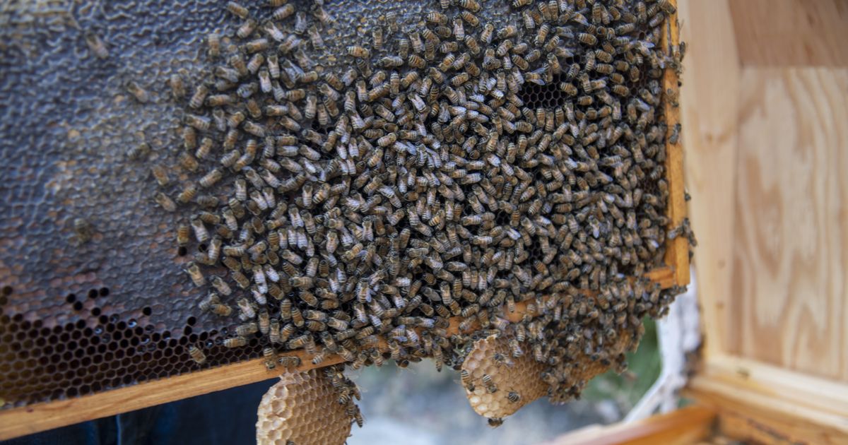 New WSU honey bee lab studies bee health, nutrition and parasites