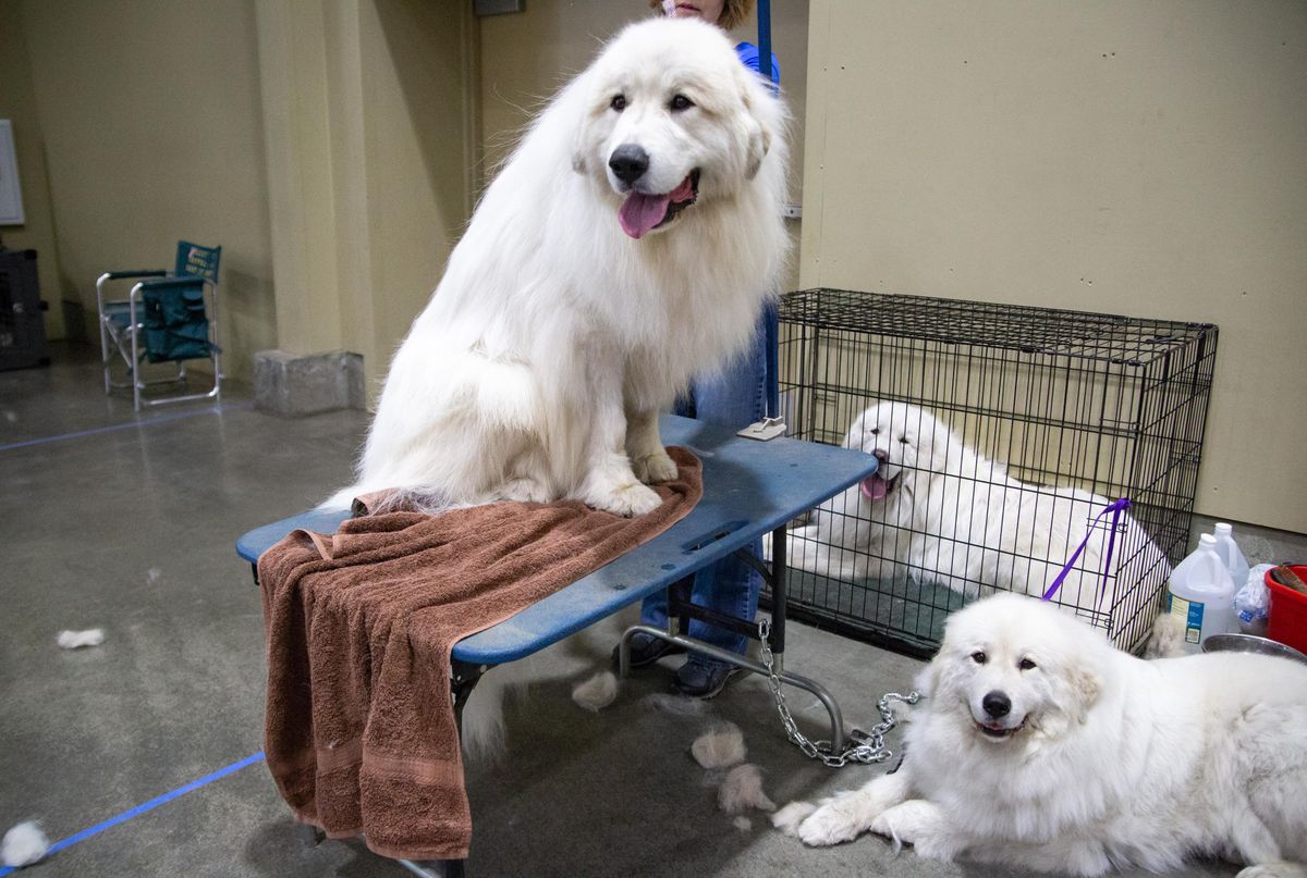 2019 Spokane Kennel Club Dog Show at the fairgrounds May 26, 2019