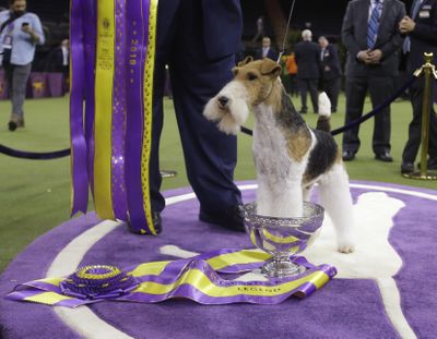 King, a wire fox terrier, poses for photographs after winning Best in Show at the 143rd Westminster Kennel Club Dog Show Tuesday, Feb. 12, 2019, in New York. (Frank Franklin II / Associated Press)