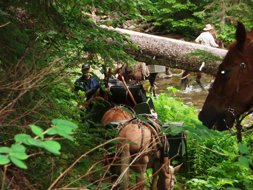 Back Country Horsemen of Washington pack into the Salmo-Priest Wilderness for a volunteer trail work project. (Courtesy photo)