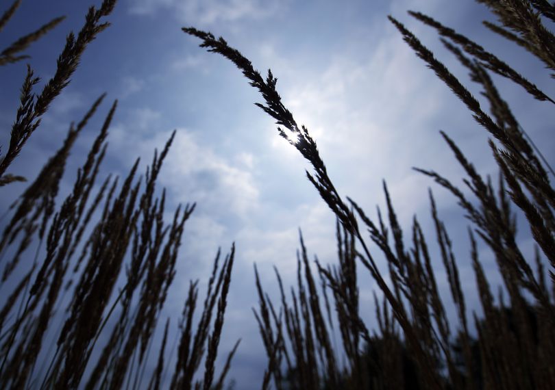A stand of prairie grass is silhouetted against the sun as temperatures approached 90 degrees in Carmel, Ind., Tuesday, July 19, 2011. (Michael Conroy / Associated Press)