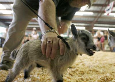 
Mark Adkins judges a pygmy goat Thursday   at  the Evergreen State Fair. Associated Press
 (Associated Press / The Spokesman-Review)