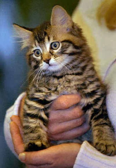 
Julie holds her nine-week-old cloned cat 
