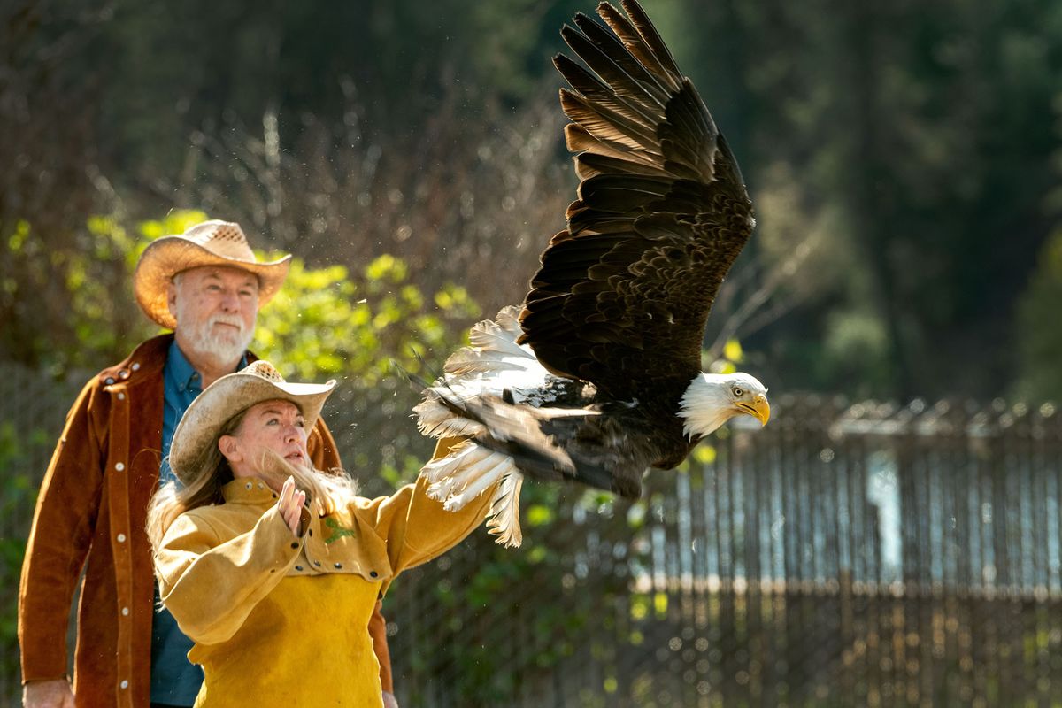 A rehabilitated male bald eagle flies to freedom Tuesday after being released by Janie Veltkamp, a raptor biologist with Birds of Prey Northwest, at the Williams Lake boat launch. The raptor was saved after likely suffering a secondary poisoning from feeding on a euthanized animal. Husband Don Veltkamp observes in back.  (COLIN MULVANY/THE SPOKESMAN-REVIEW)