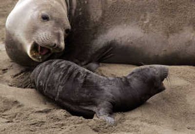 
An elephant seal and her pup at the Piedras Blancas rookery, one of an estimated 17 breeding spots on the Pacific coast. Los Angeles Times
 (Los Angeles Times / The Spokesman-Review)