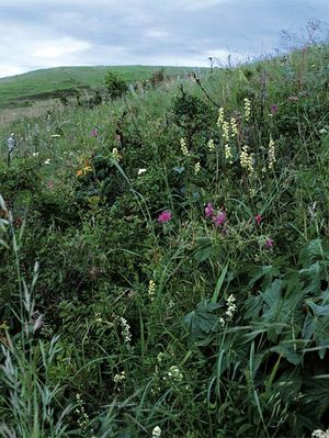 Palouse native plants.