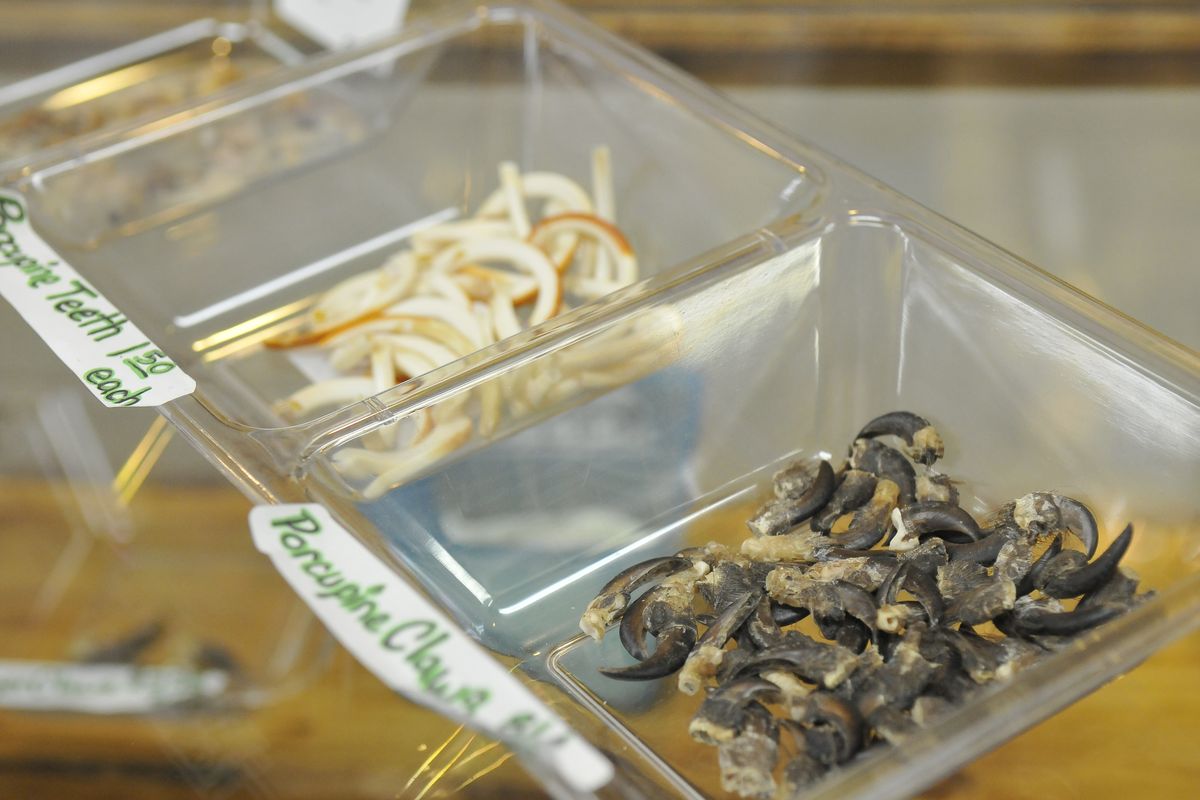 Porcupine teeth and claws are among the variety of natural and manmade items for sale in the Four Shells store.