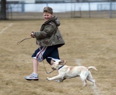 Plenty of Maverick moves: Nick Frazier, 10, runs with his 3-month-old golden Labrador retriever Maverick at the Southeast Sports Complex on the South Hill on Thursday. (Jesse Tinsley)
