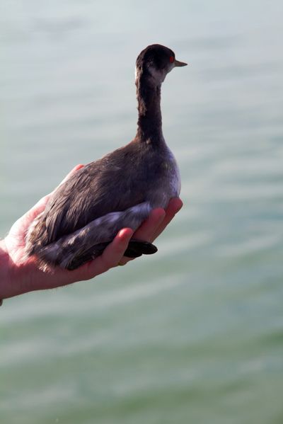A Division of Wildlife Resources employee frees a grebe Tuesday at Stratton Pond in Hurricane, Utah, in this photo provided by the department. (Associated Press)