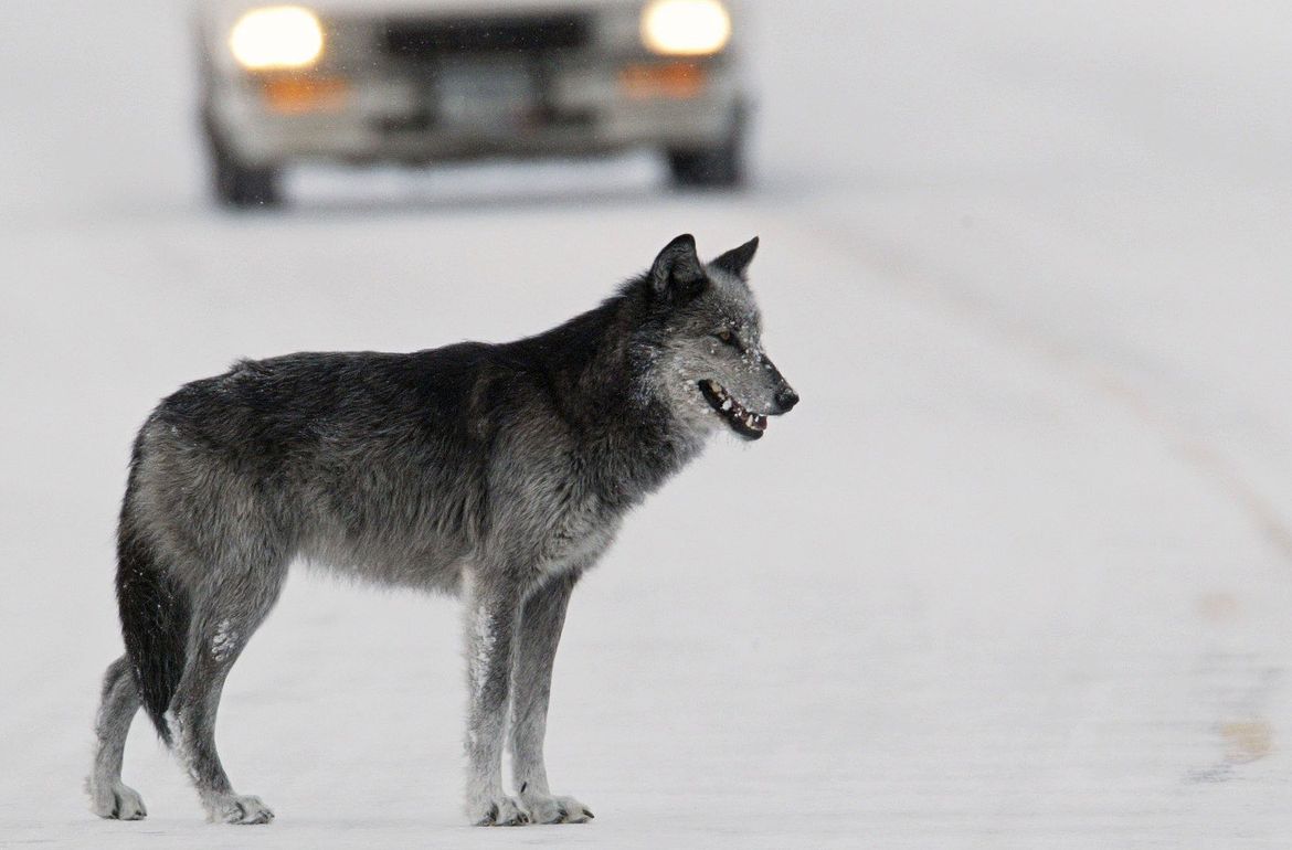 ‘Reprehensible’: Idaho hunter killed weeks-old wolf pups and reaped ...