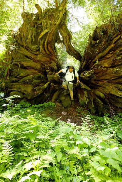 
The Enchanted Valley is a temperate rain forest where precipitation can be measured by the bucket, the trees are huge and the forests and meadows are unbelievably verdant.
 (Associated Press photos / The Spokesman-Review)