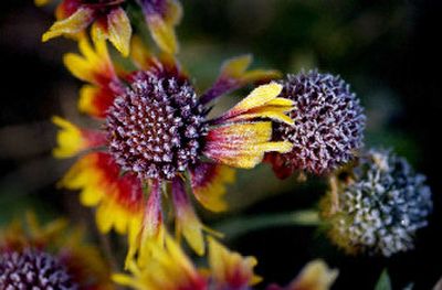 
Gaillardia are touched with frost during a recent morning in Post Falls. Repeated freezing and thawing can push transplanted perennials out of the ground.  
 (Brian Plonka / The Spokesman-Review)