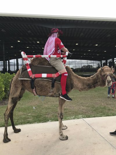 One of three camels that Washington Nationals manager Dave Martinez had brought to baseball spring training stands on a sidewalk in West Palm Beach, Fla., Wednesday, Feb. 28, 2018. Martinez joined players for the team’s daily “Circle of Trust” meeting on the turf infield outside the clubhouse at 9:30 a.m. Not long into the meeting, first base coach Tim Bogar and third base coach Bob Henley rode camels onto the field. (Jorge Castillo / Washington Post via AP)