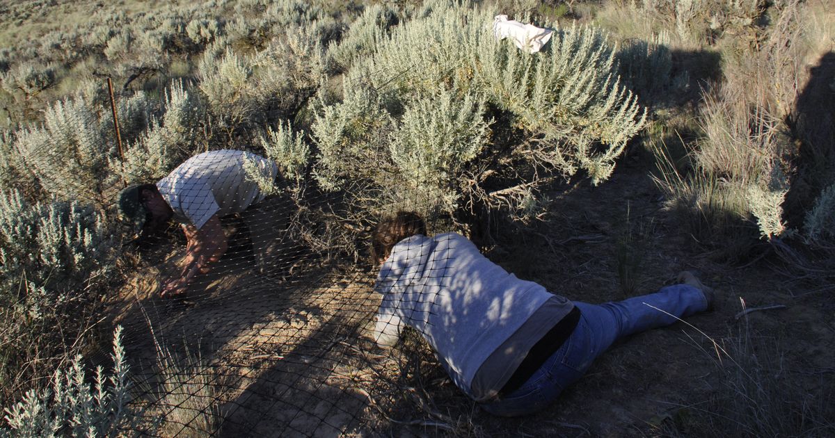Pygmy rabbit survivors monitored after sageland fire rips through ...