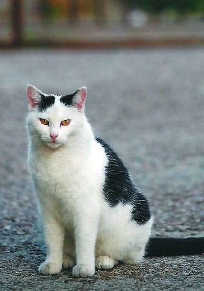 Most cats won't wander far from home.
(Associated Press / The Spokesman-Review)