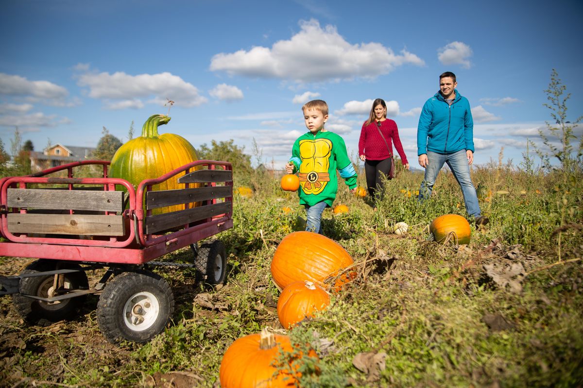 Owen Johnson leads the charge for pumpkin selections with parents Caitlin and Chad in tow at Eleven Acres farm at Green Bluff in Colbert, Wash. on Oct. 6, 2019. Temperatures approaching 60 degrees were met with sunny skies, bringing lots of folks out to enjoy autumn classics. (Libby Kamrowski / The Spokesman-Review)