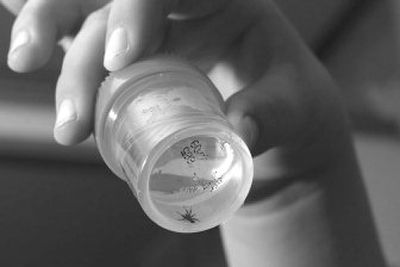 
This spider was removed from Jesse Courtney's ear.
 (Associated Press / The Spokesman-Review)