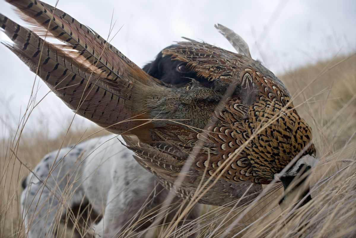 A Guide to Wild Pheasant Hunting in North America - Project Upland