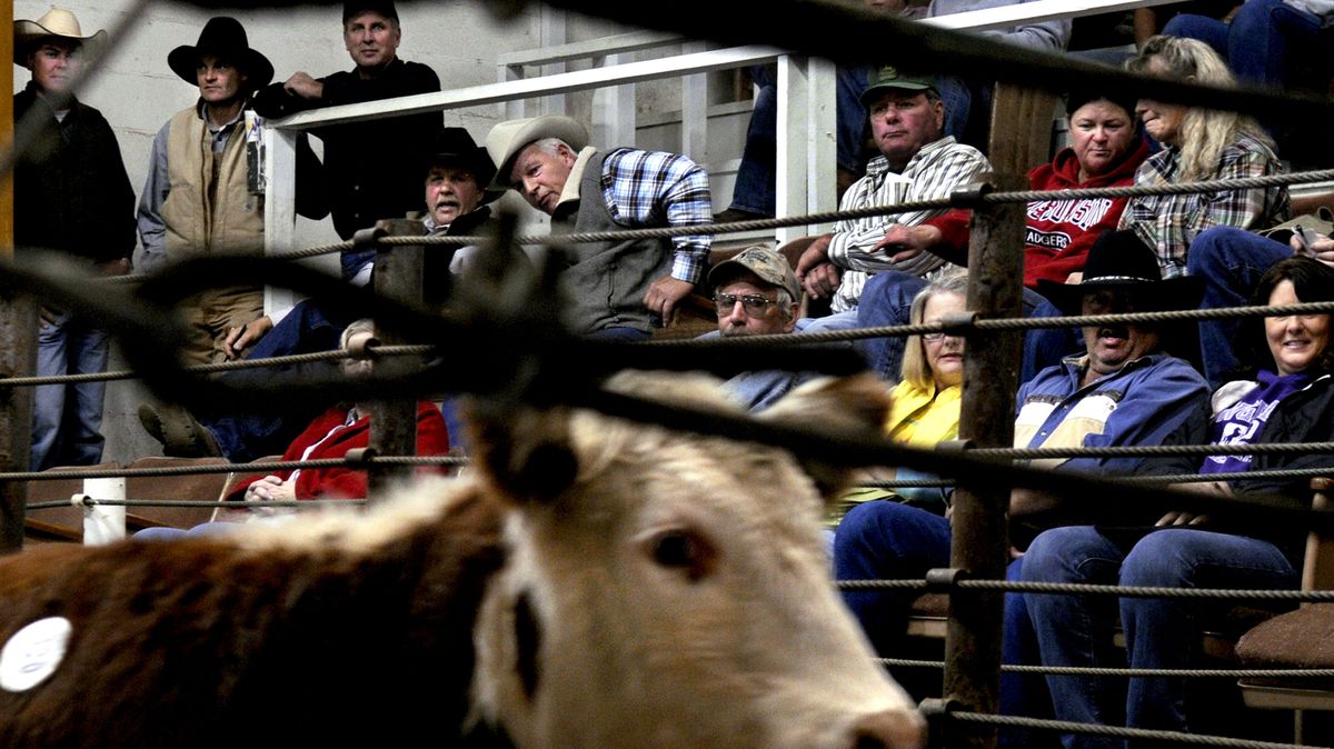 A crowd gathers for the cattle auction at Stockland Livestock Exchange in Davenport, Wash., on Monday. Ranchers are working to get more meat to food banks.  (Kathy Plonka)