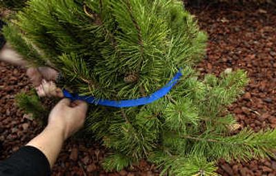 
This mugo pine was flattened by the heavy snow. Tying it up can help it regain its shape. 
 (Photos by Kathy Plonka / The Spokesman-Review)