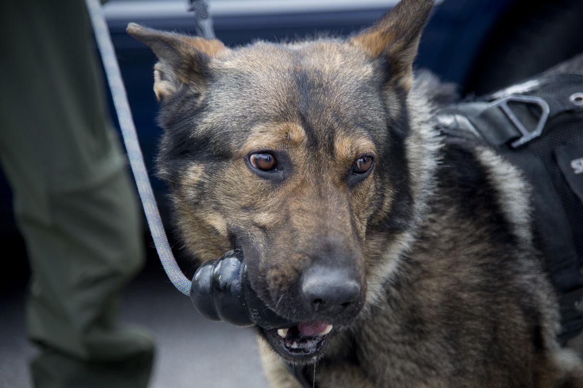 Gunnar, a not-quite-3-year-old German shepherd, holds his chew toy while K-9 handler Deputy Jason Hunt talks Tuesday about how the dog helped apprehend escaped mental patient Anthony Garver last week after a day and a half on the loose in the Spokane area. (Jesse Tinsley / The Spokesman-Review)