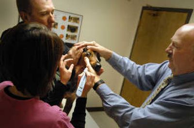
Jeff Sells holds his dog steady as  veterinary ophthalmologist Dr. Bill  Yakely  and Heather Beierle check Cody's eyes on Monday. Yakely and his staff checked several dogs from the North Idaho Urban Search and Rescue Task Force as part of the National Service Dog Eye Exam Day. 
 (Photos by CHRISTOPHER ANDERSON / The Spokesman-Review)