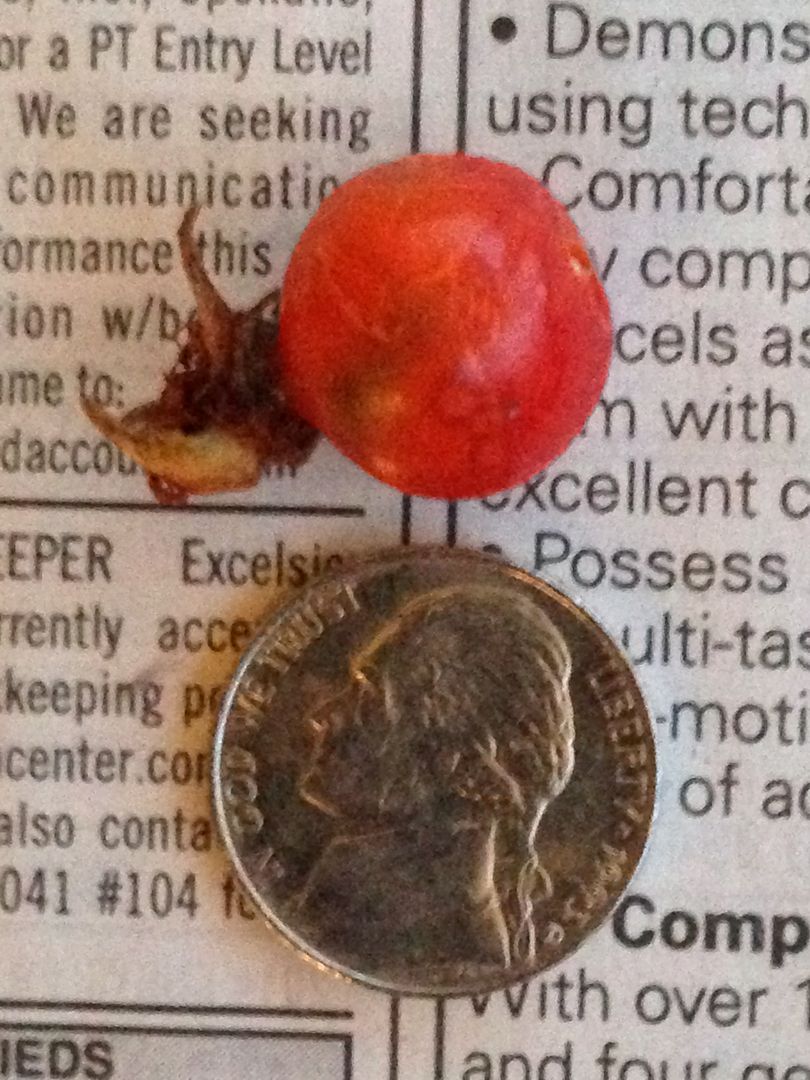 The crop of a ruffed grouse held various food items the bird had been eating, including a rosehip the size of a nickel. (Steve Heaps)