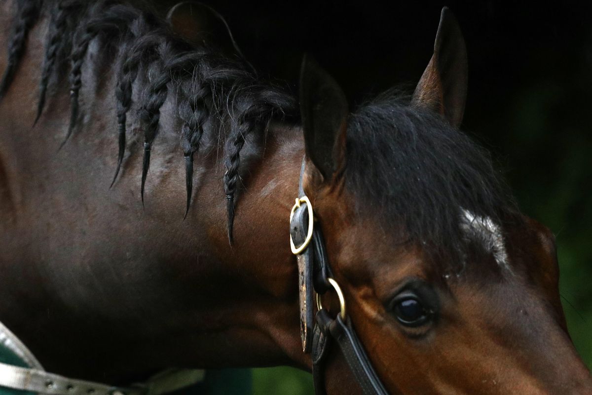 Braids hang from Preakness contender Bravazo’s neck as he grazes, Friday, May 18, 2018, at Pimlico Race Course in Baltimore. The Preakness Stakes horse race is scheduled to take place Saturday, May 19. (Patrick Semansky / Associated Press)